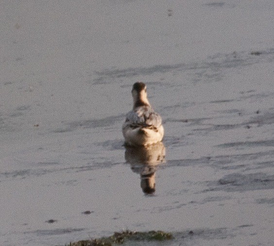 Red Phalarope - ML128565831