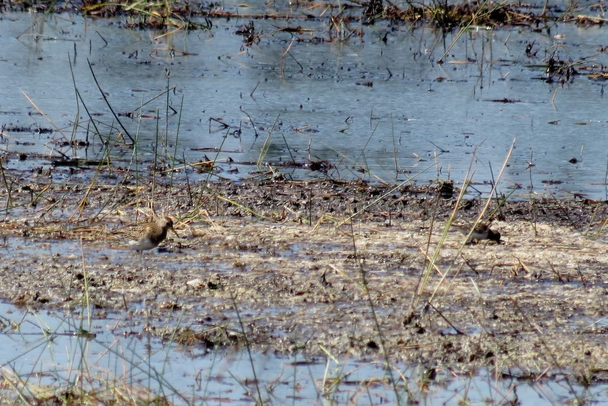 Pectoral Sandpiper - ML128568141