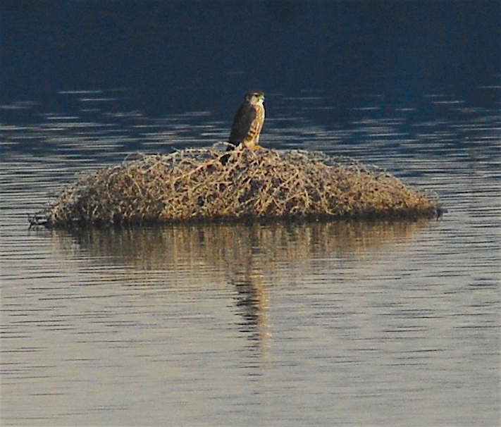 Merlin - ML128568331