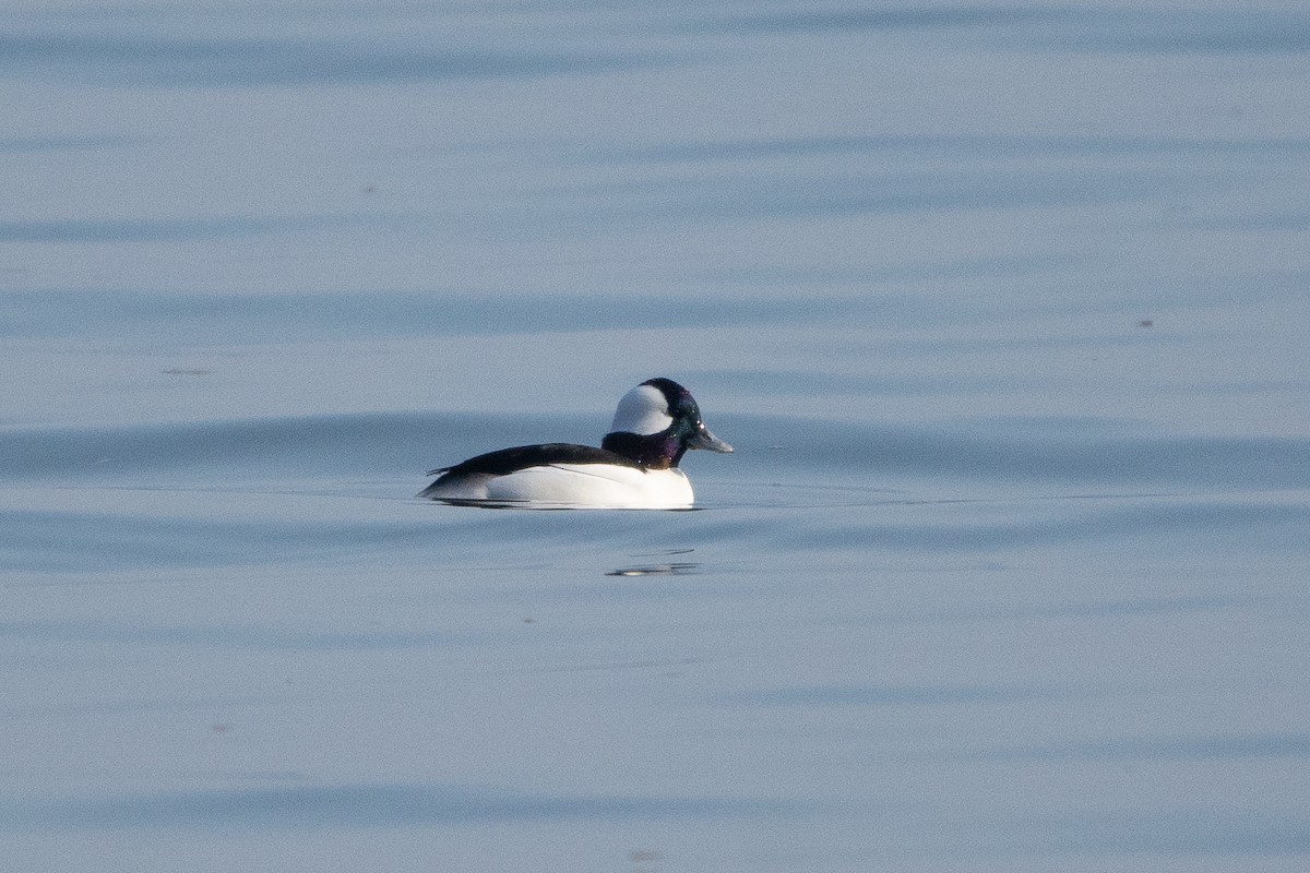 Bufflehead - Austin Jennings