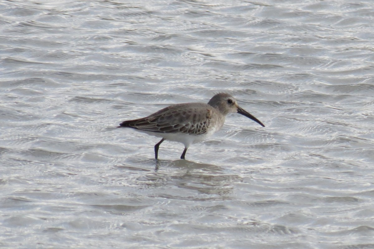 Dunlin - Steven Kaplan