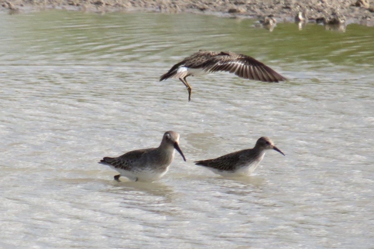 Dunlin - Steven Kaplan