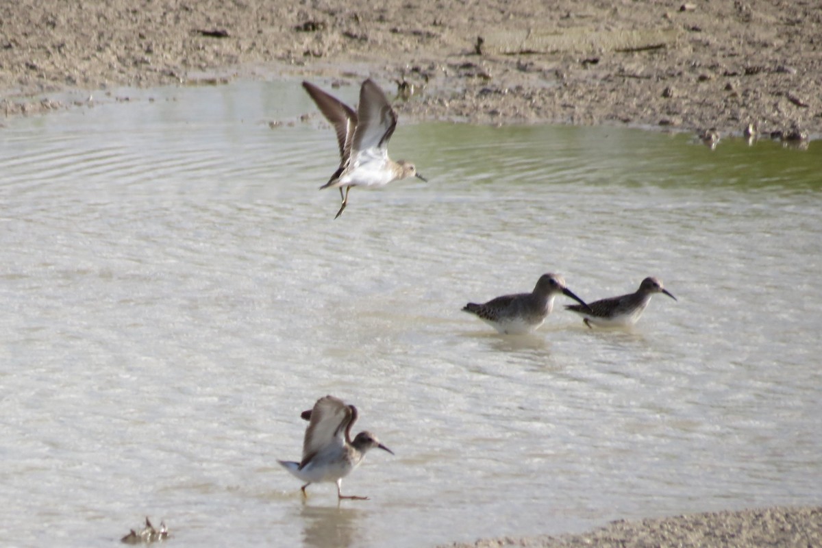 Dunlin - Steven Kaplan