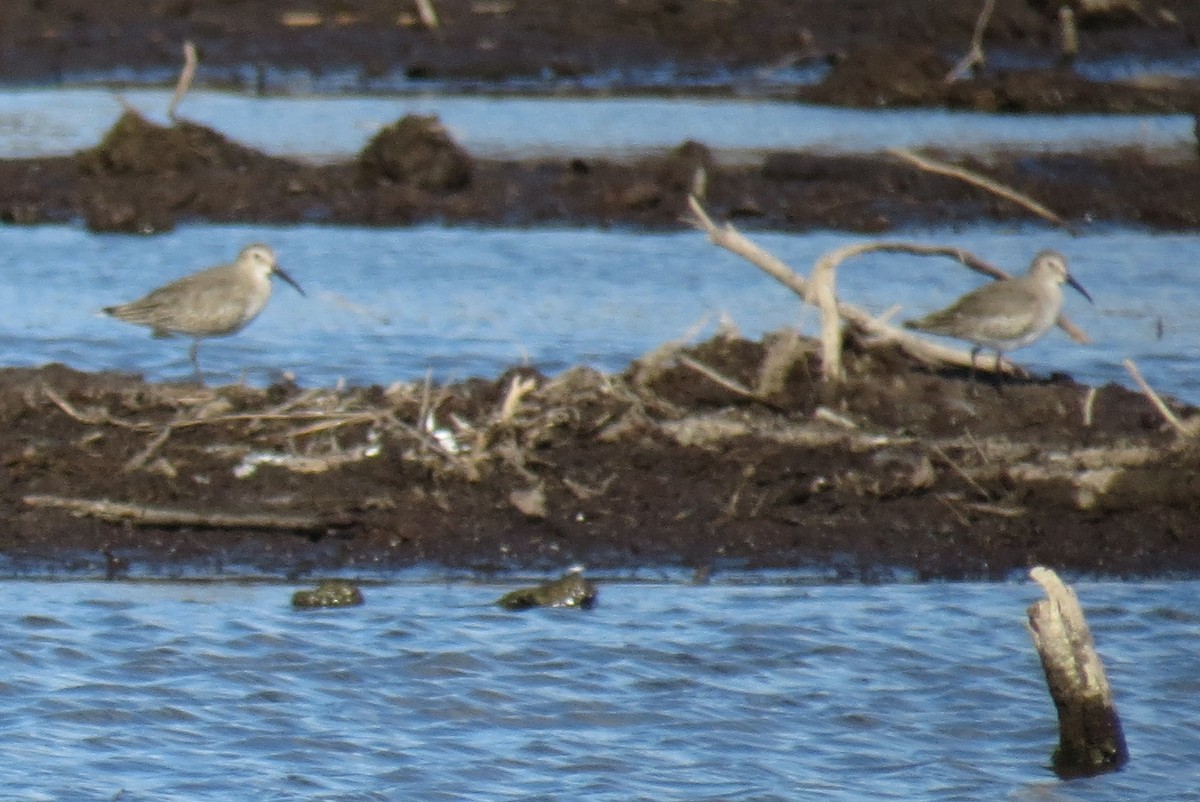 Dunlin - Steven Kaplan