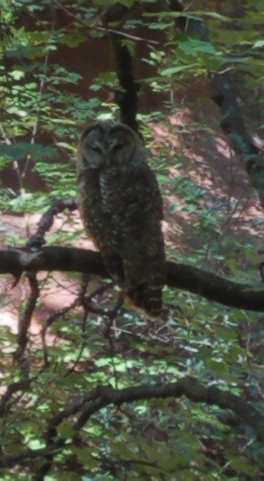 Spotted Owl - ML128572781