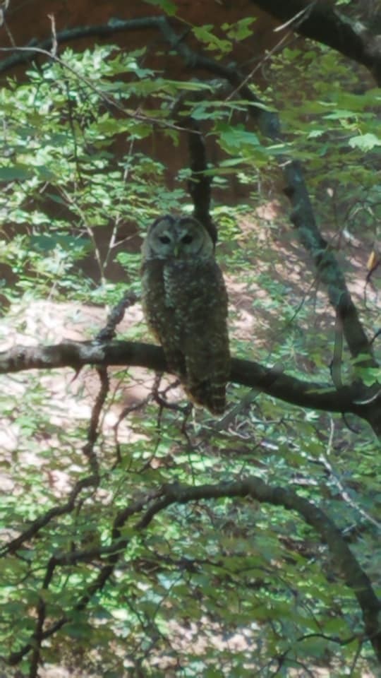 Spotted Owl - ML128572911