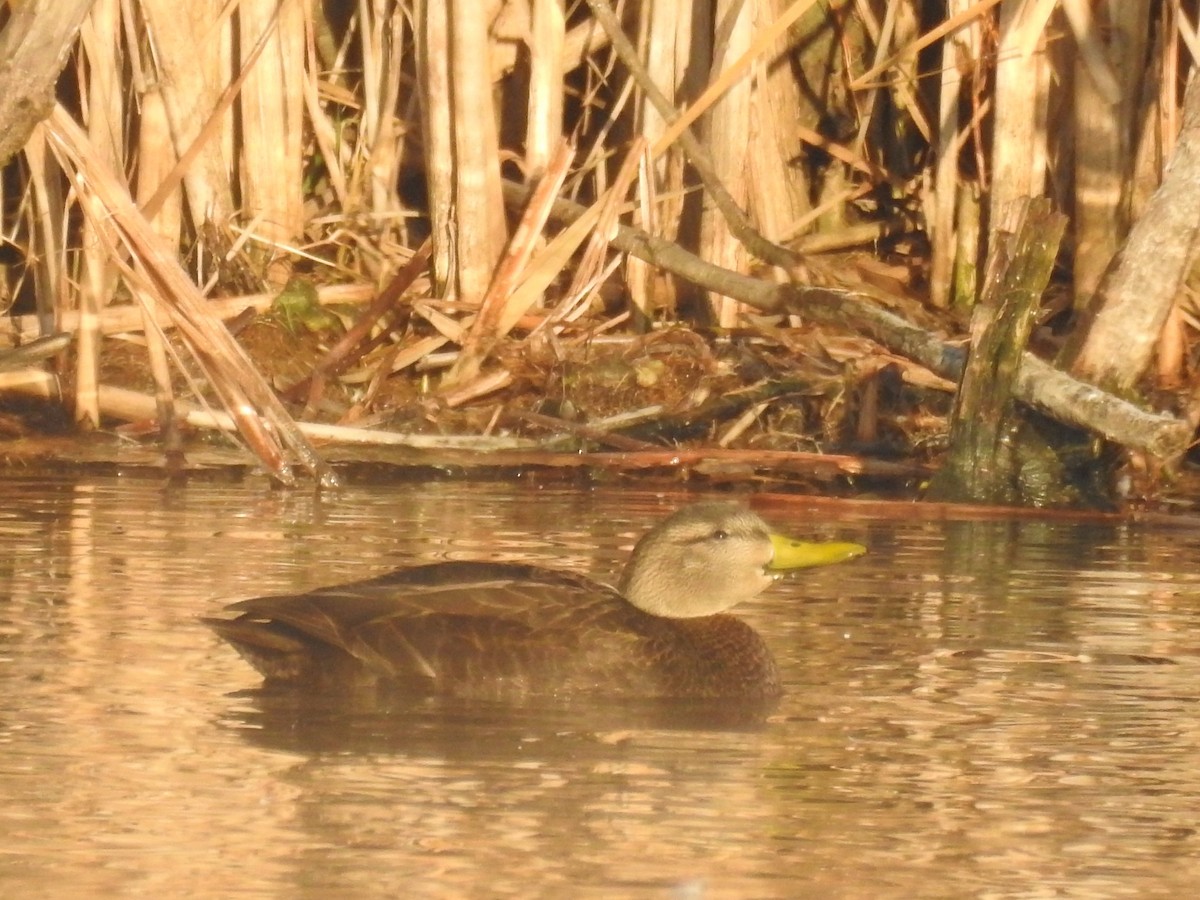 American Black Duck - ML128573321