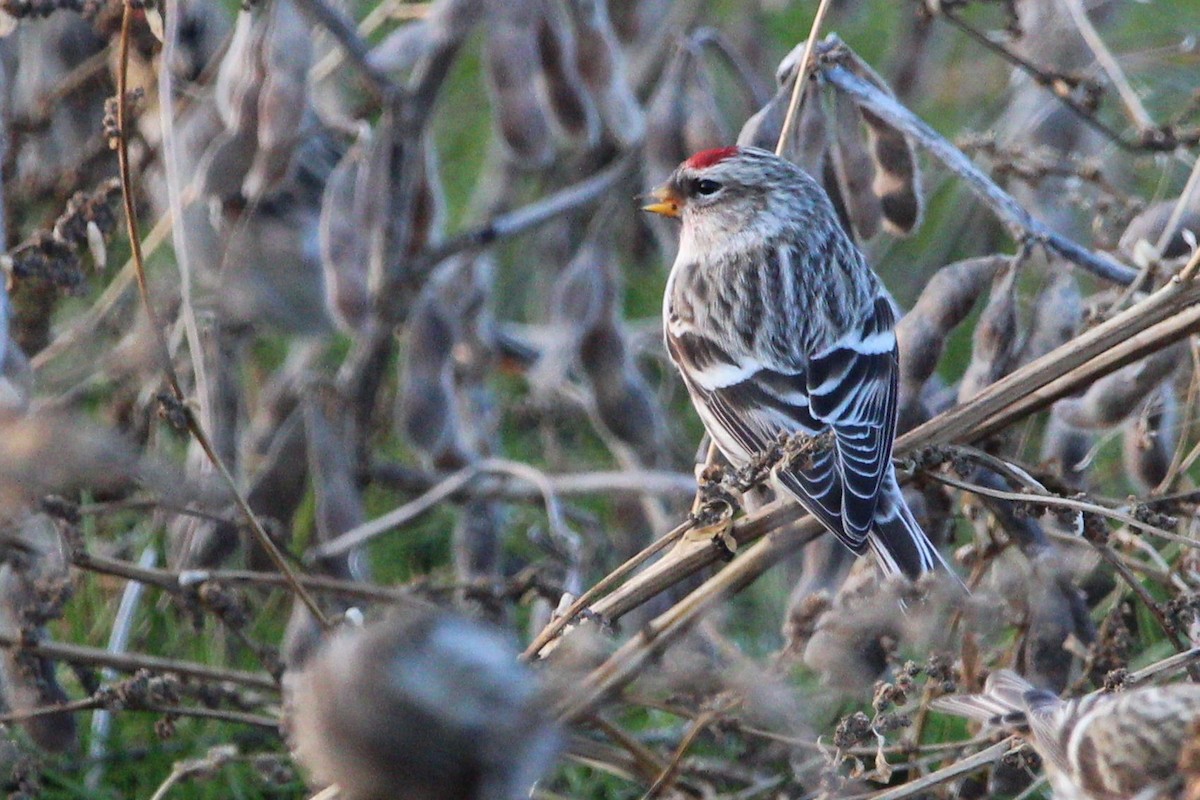 Common Redpoll - ML128577431