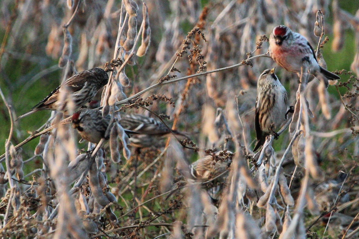 Common Redpoll - ML128577641