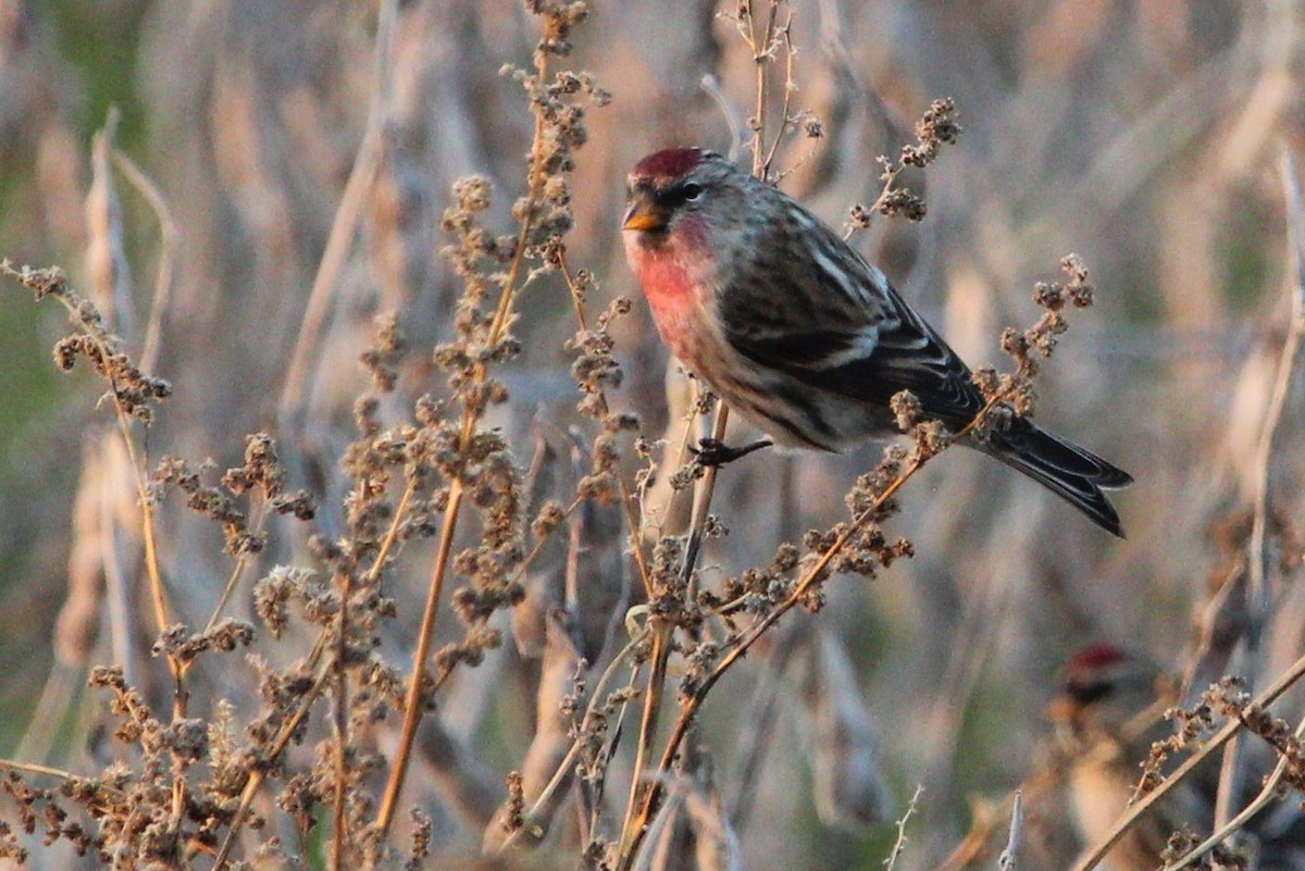 Common Redpoll - ML128577651