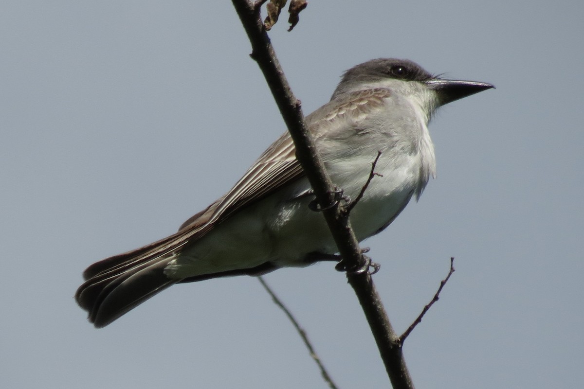 Gray Kingbird - ML128578541