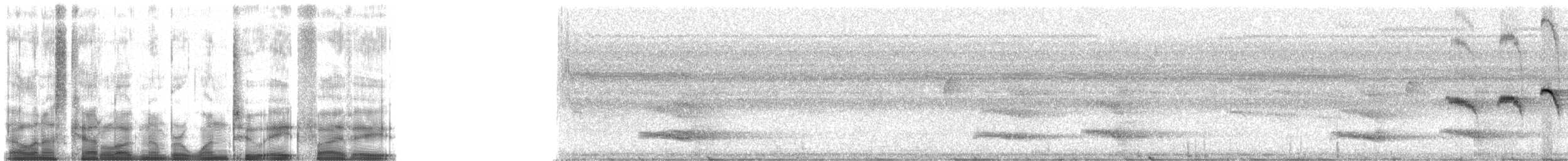 Тукан чорнодзьобий (підвид culminatus/pintoi) - ML12858