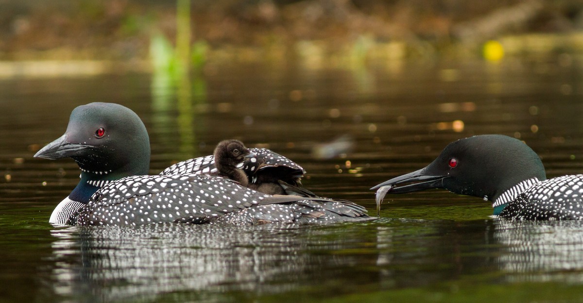 Common Loon - Fyn Kynd