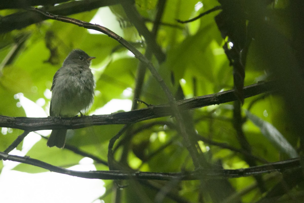 Slaty Elaenia - ML128583321