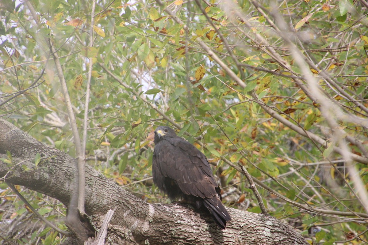 Zone-tailed Hawk - ML128583521