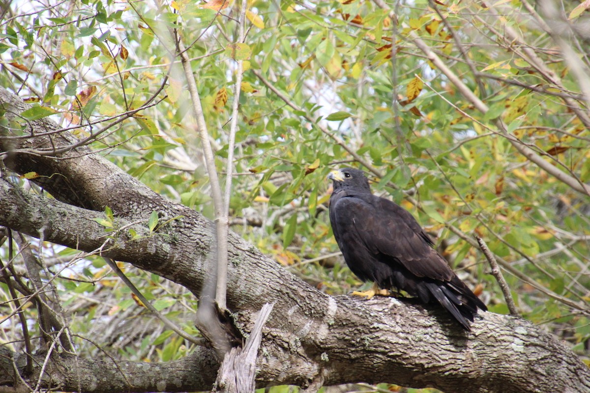 Zone-tailed Hawk - ML128584071