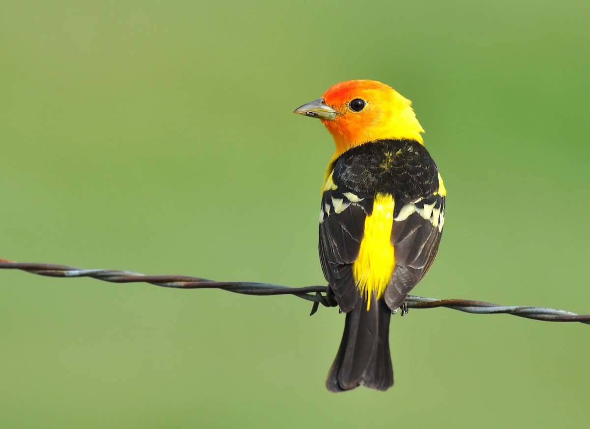 Western Tanager - ML128586031