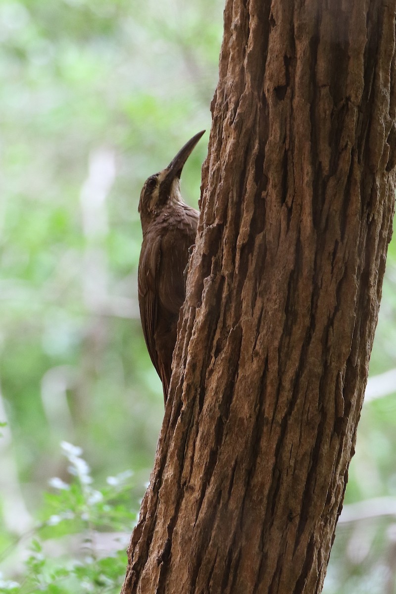 Moustached Woodcreeper - ML128588621