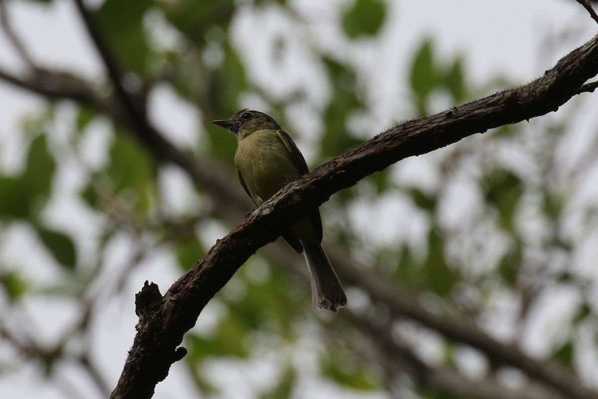 Yellow-olive Flatbill - Fabrice Schmitt