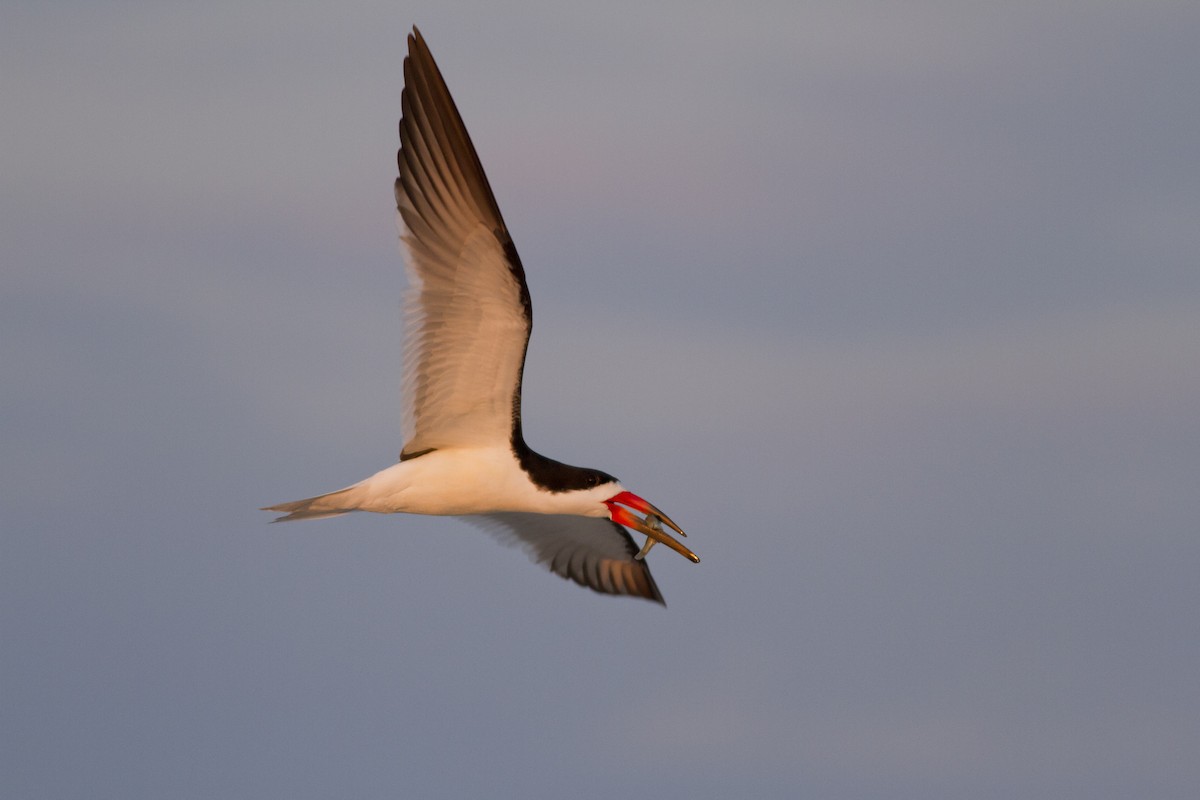 Black Skimmer - Samuel Paul Galick