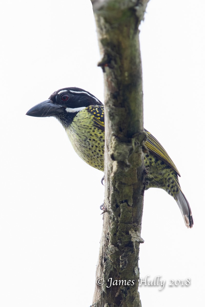 Hairy-breasted Barbet - James Hully