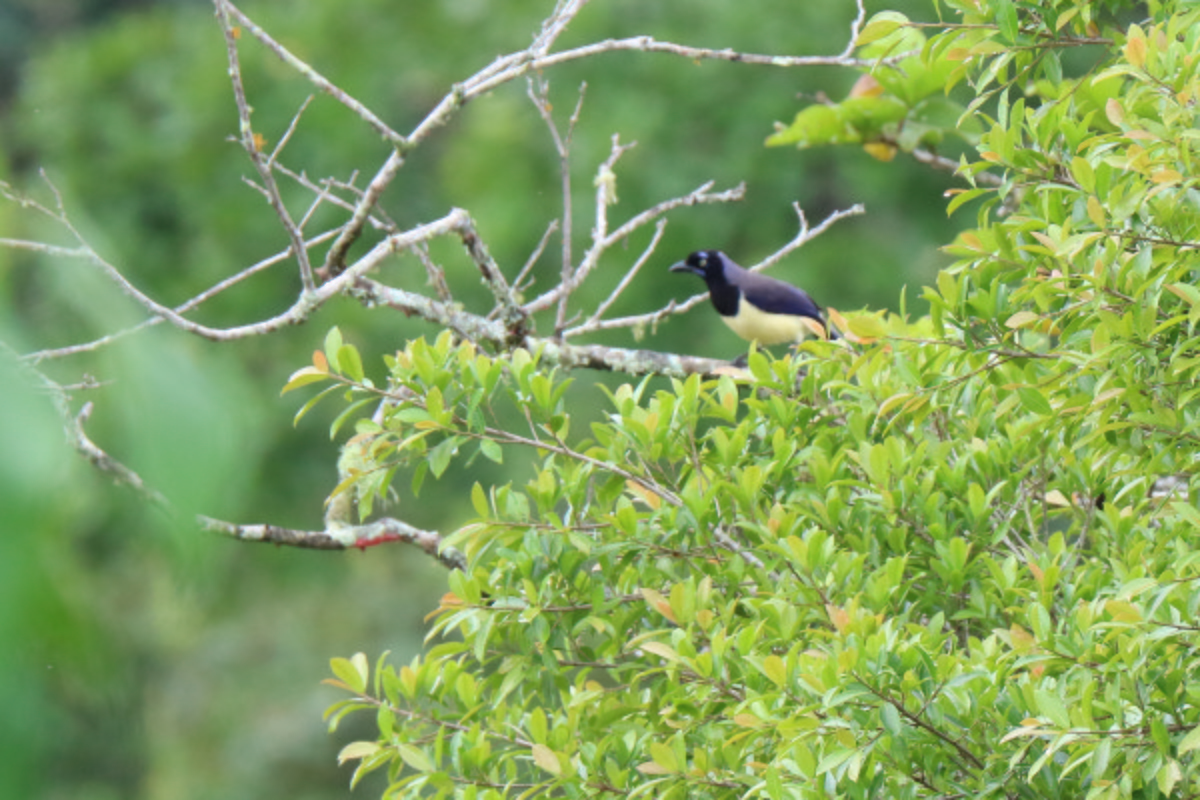 Black-chested Jay - Francois et Jacqueline Lacasse