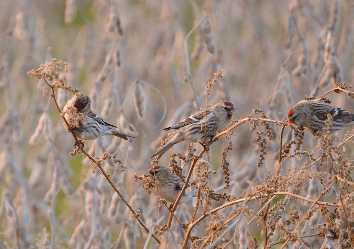 Common Redpoll - ML128593741