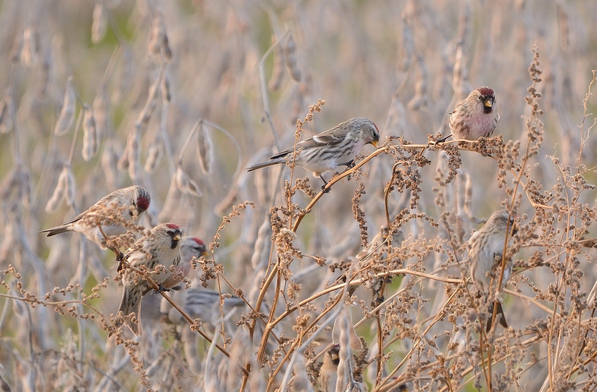 Common Redpoll - ML128593981