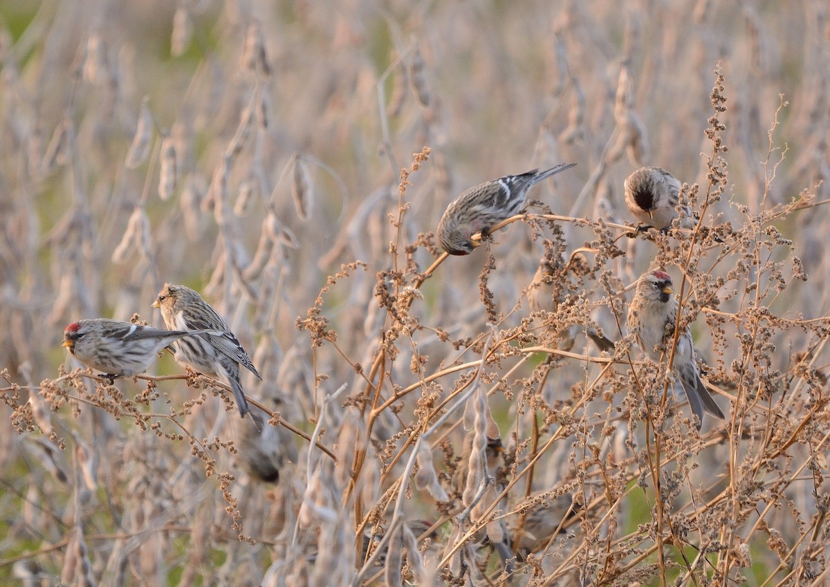 Common Redpoll - ML128593991