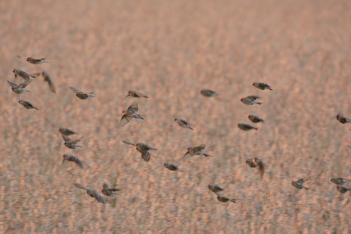 Common Redpoll - ML128594101