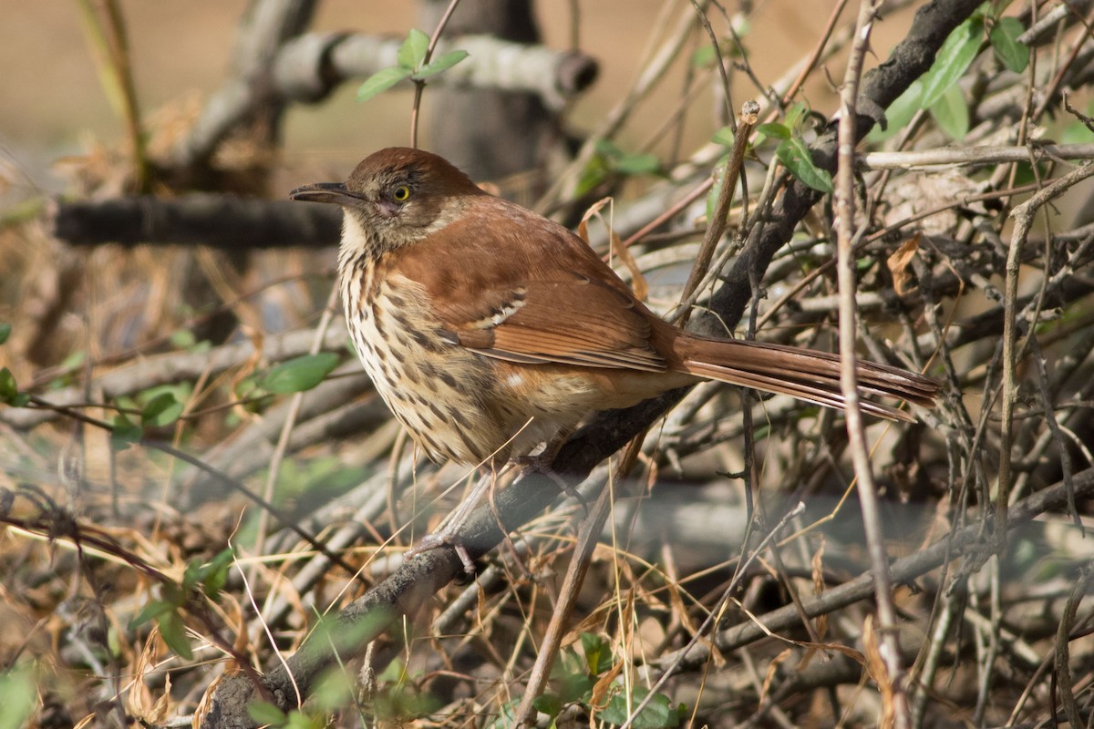 Brown Thrasher - ML128595241