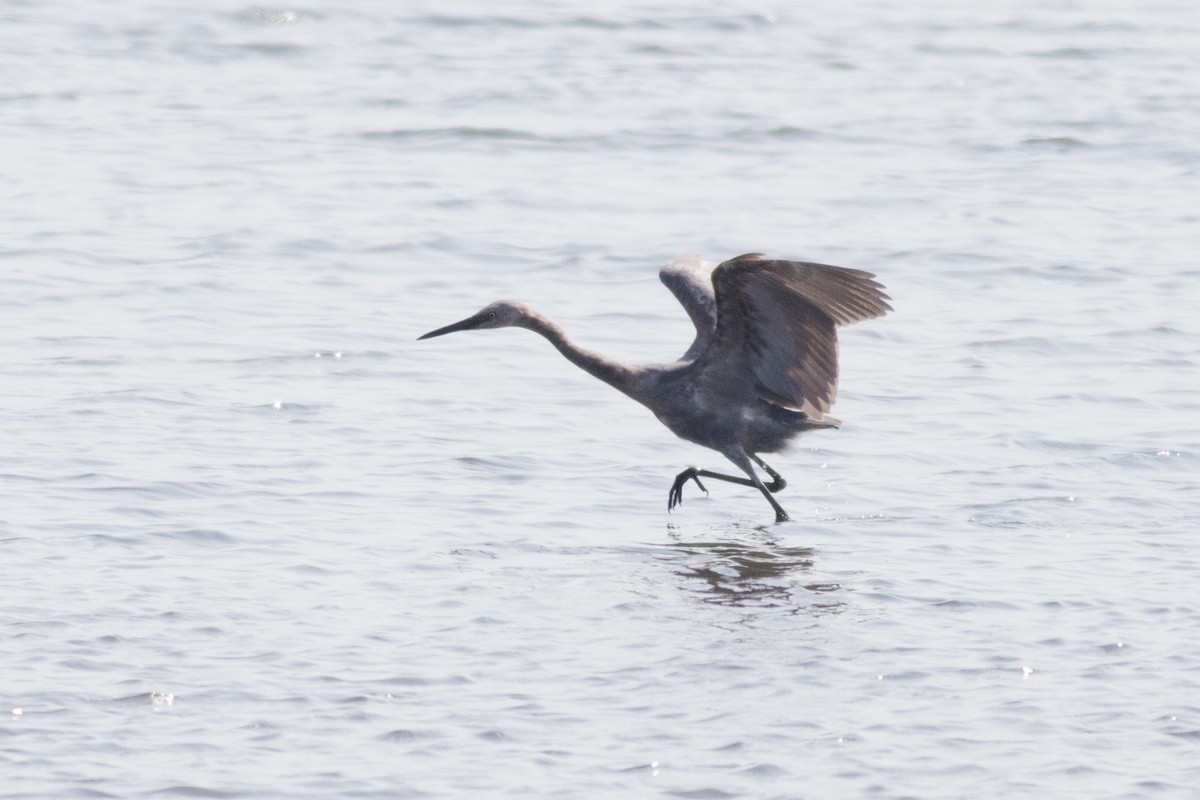 Reddish Egret - ML128596181