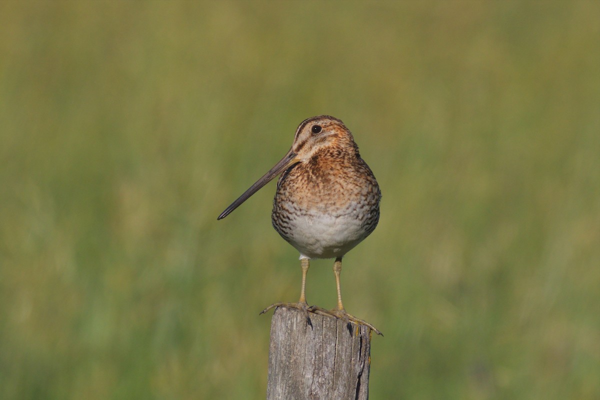 Wilson's Snipe - ML128597461