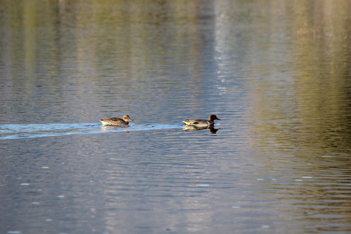 小水鴨(carolinensis) - ML128598731