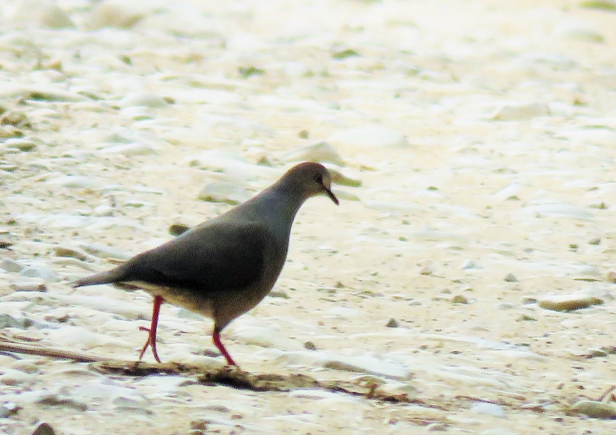 Gray-chested Dove - ML128599391