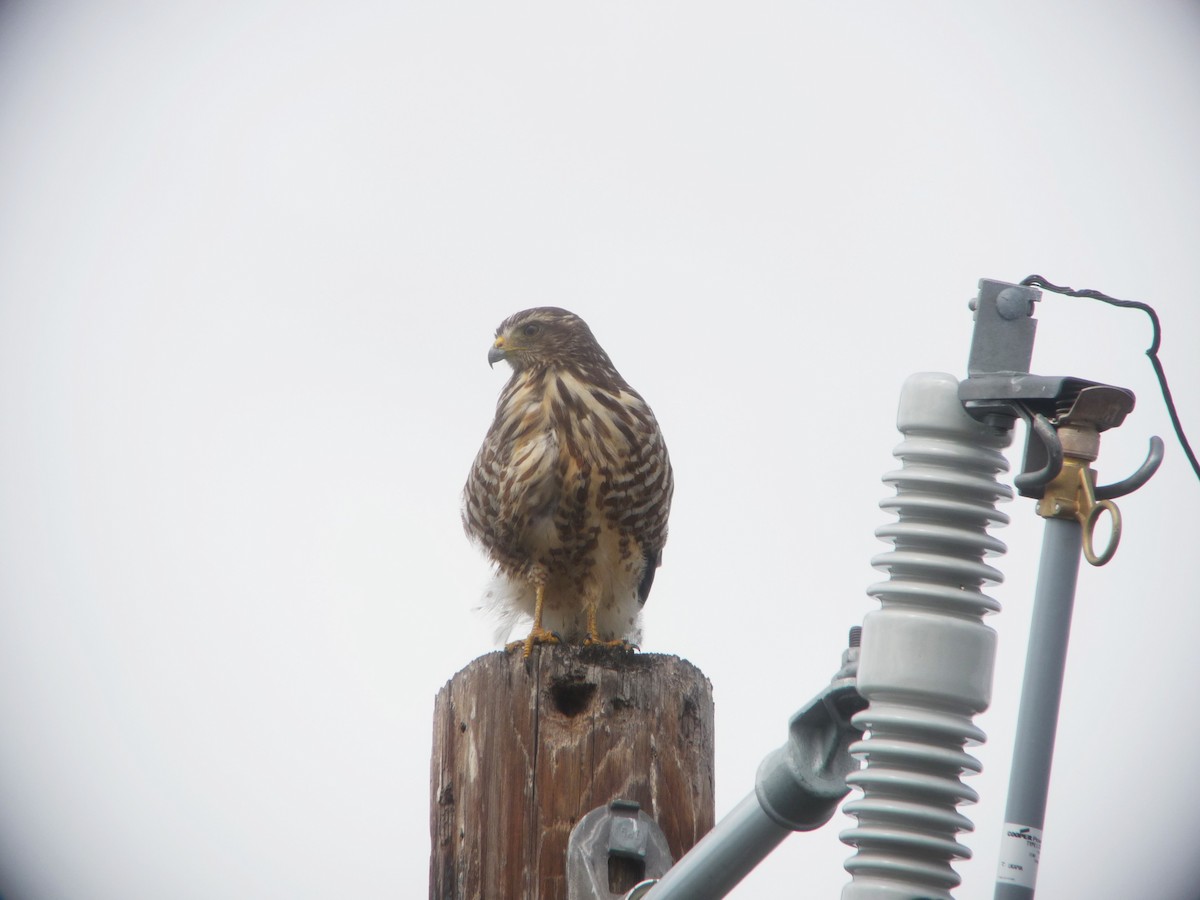 Roadside Hawk - Cin-Ty Lee