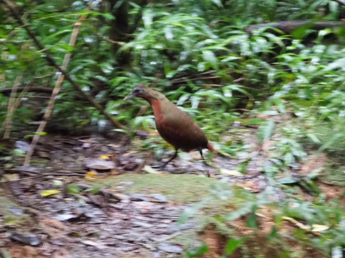 Madagascar Forest Rail - ML128599901