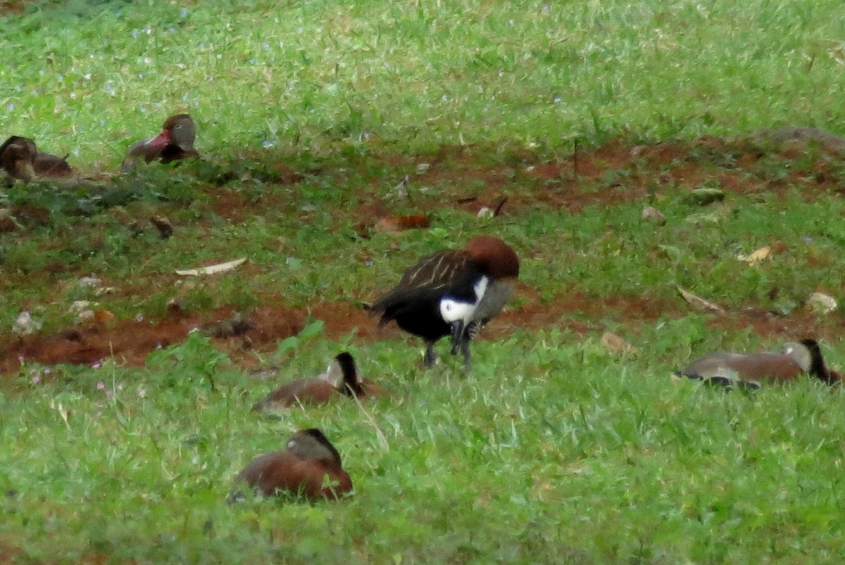 White-faced Whistling-Duck - ML128600321