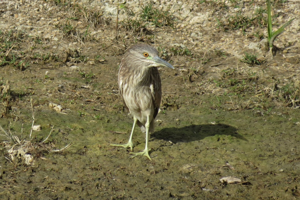 Black-crowned Night Heron - ML128600711