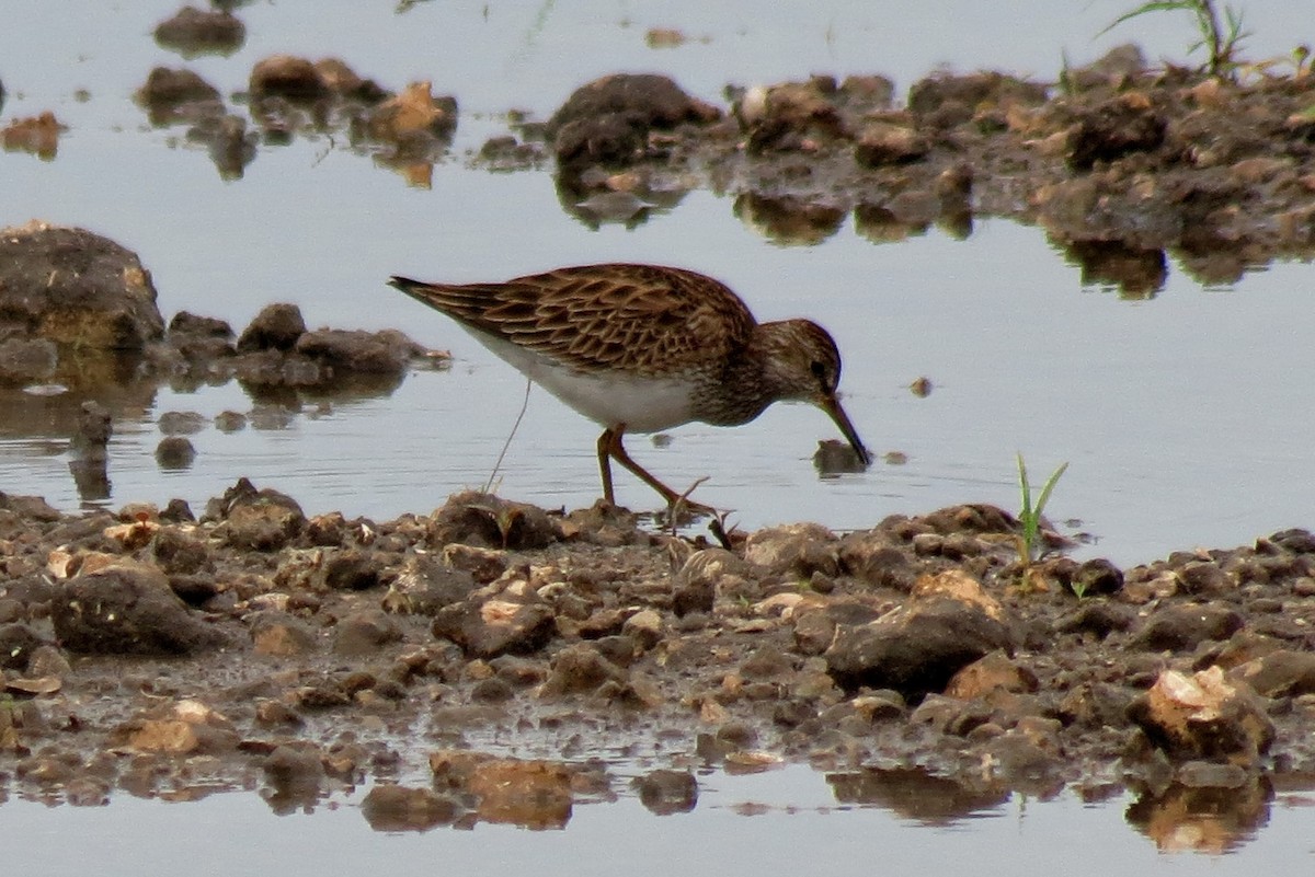 Pectoral Sandpiper - ML128601941