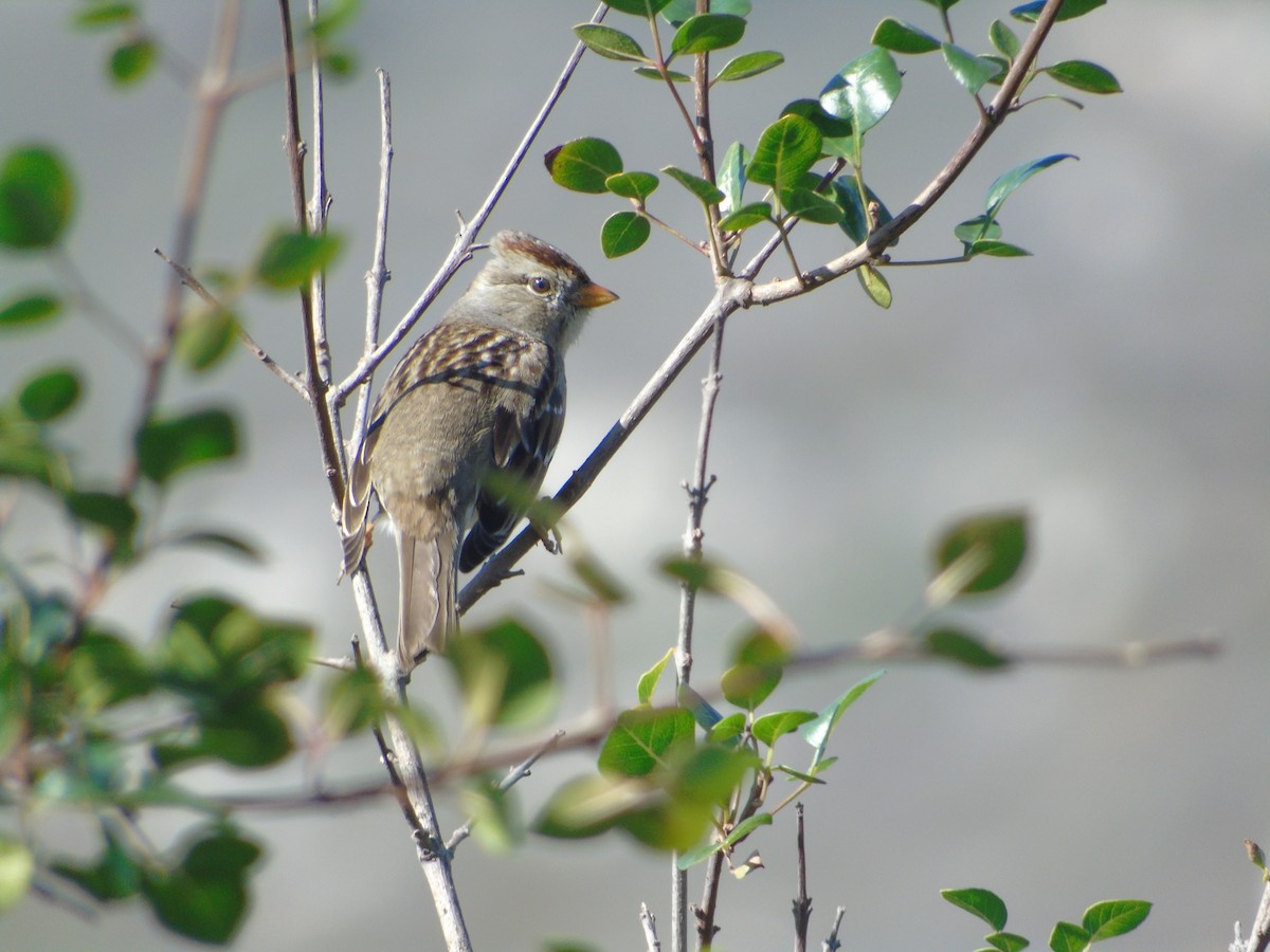 White-crowned Sparrow - Karla Treinen