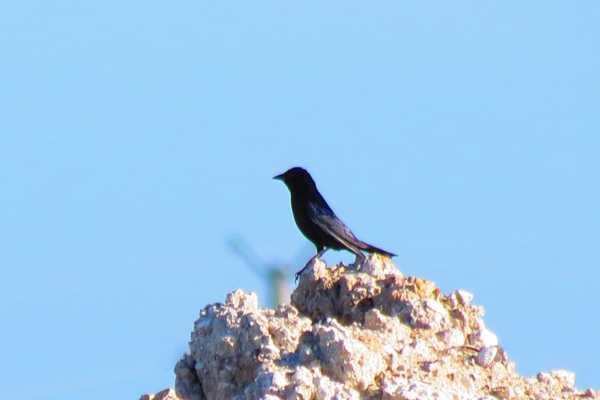 Shiny Cowbird - ML128608591