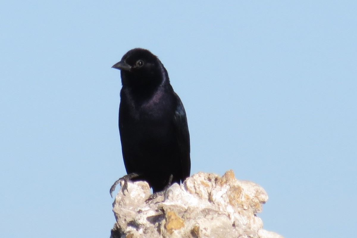 Shiny Cowbird - ML128608621