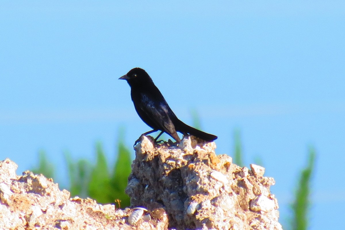 Shiny Cowbird - ML128608651