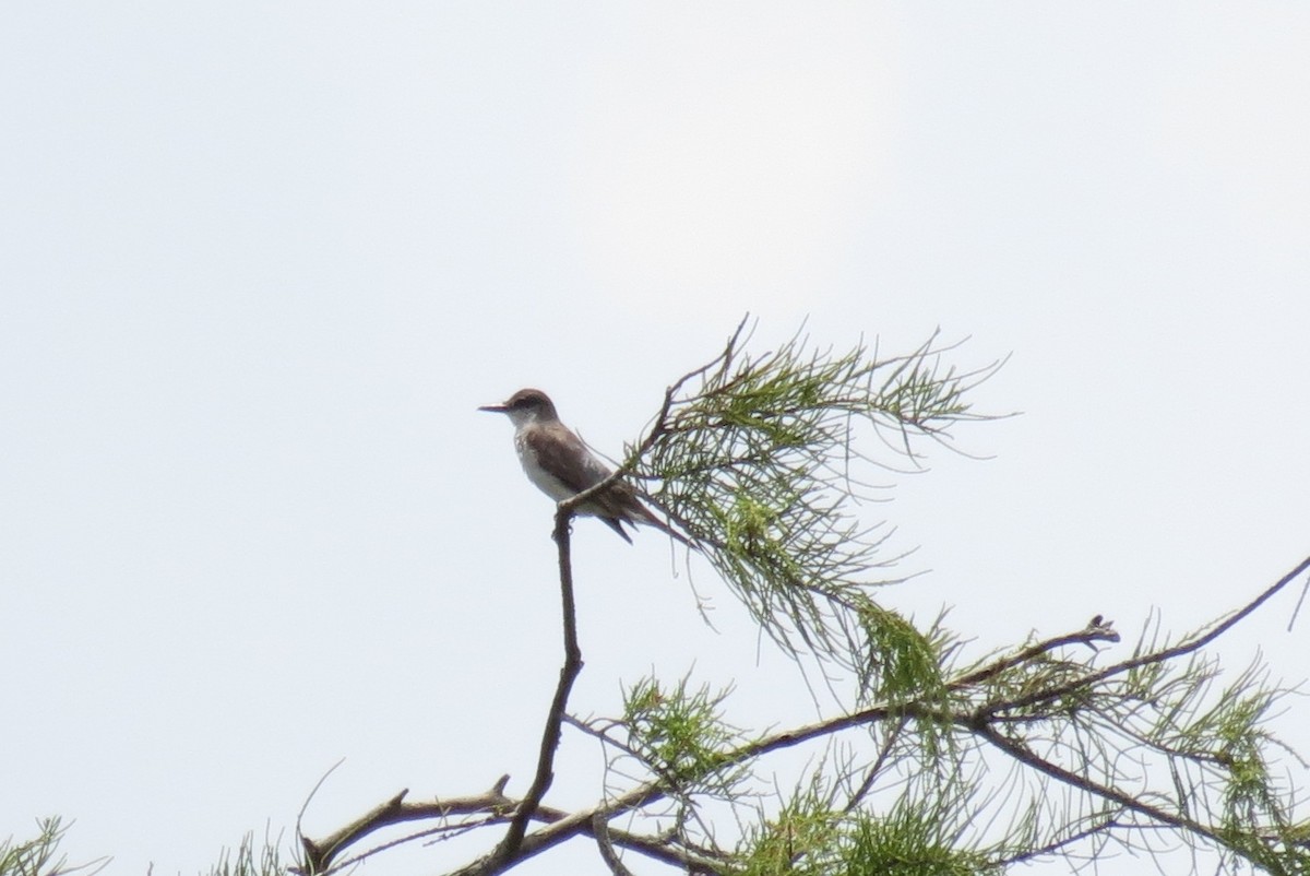 Gray Kingbird - ML128609491