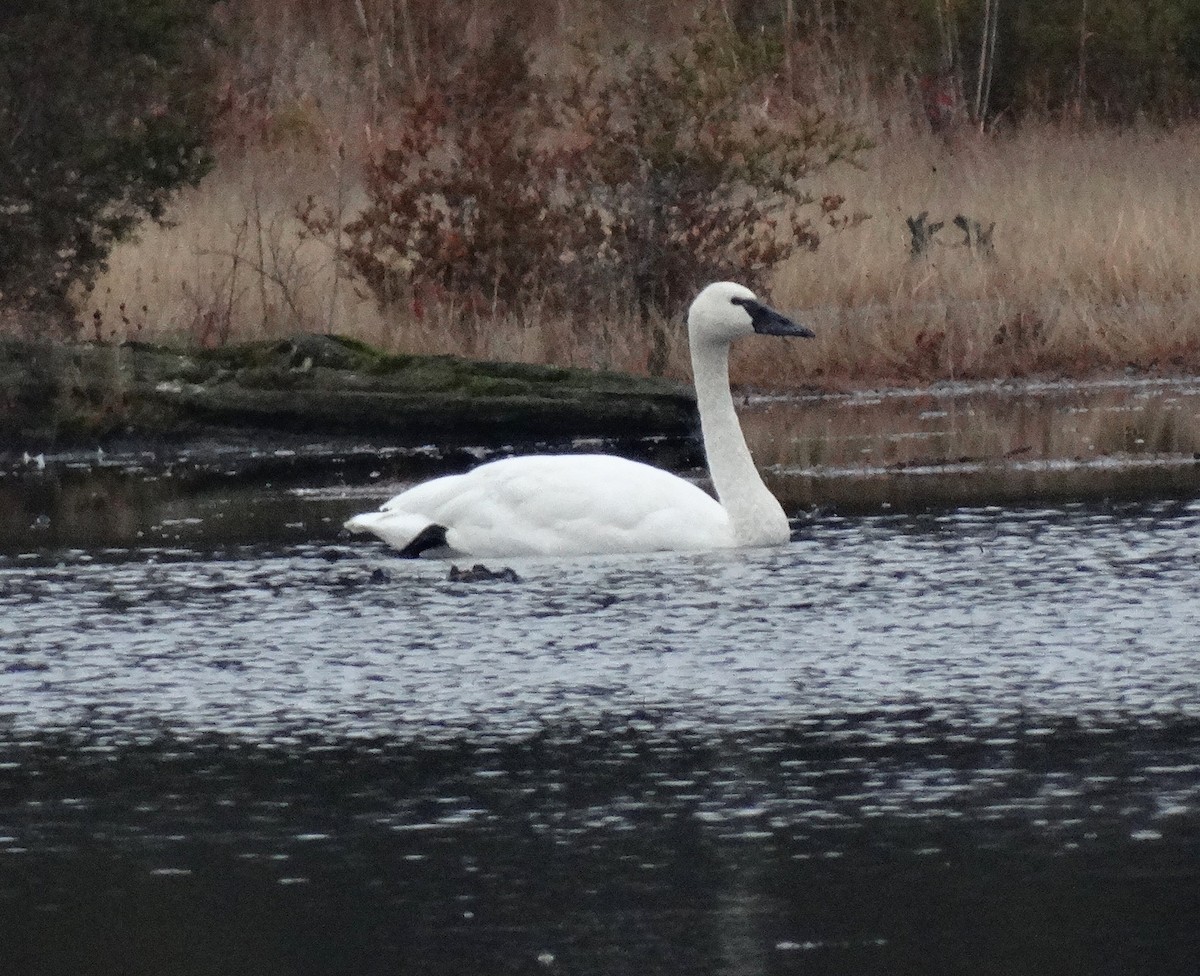 Tundra Swan - Sandra Keller