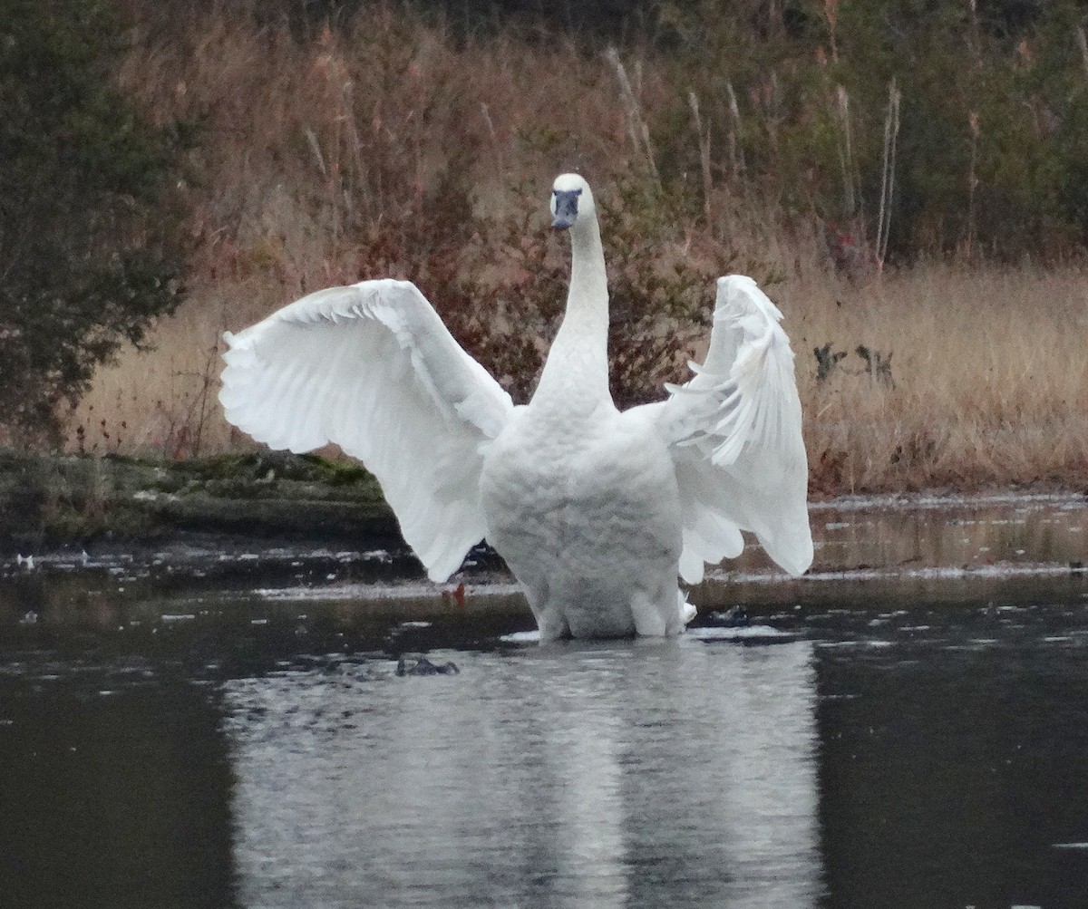 Tundra Swan - ML128611181