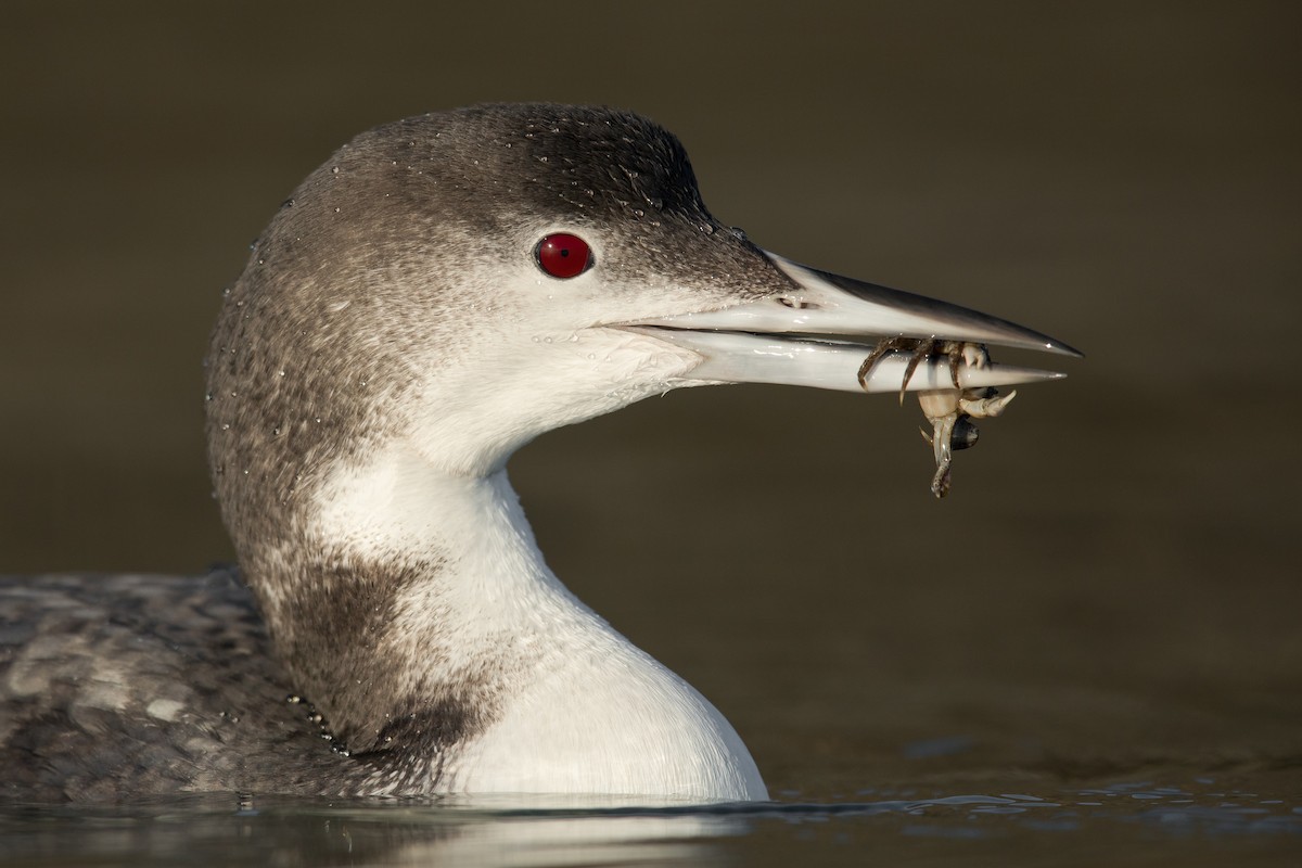 Common Loon - ML128613371