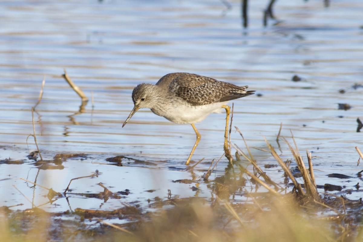 Lesser Yellowlegs - ML128614711