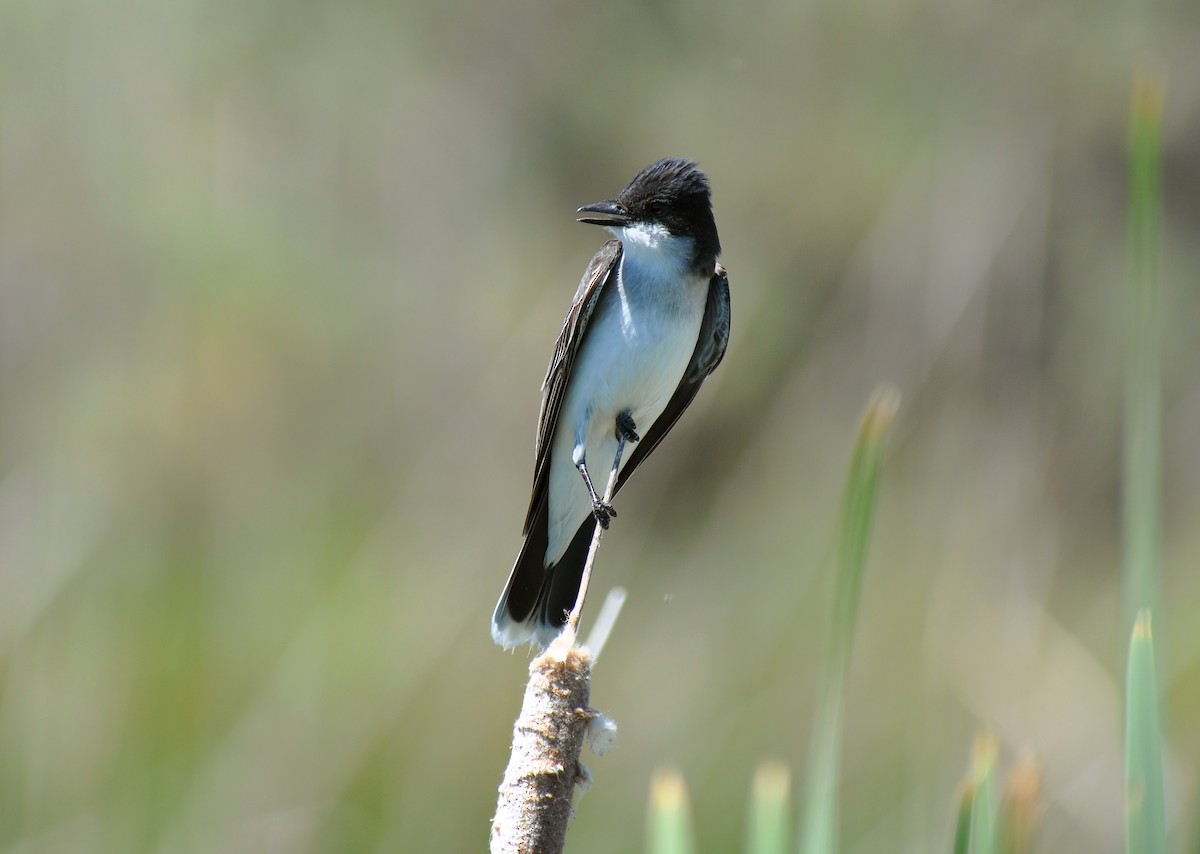 Eastern Kingbird - Ryan O'Donnell